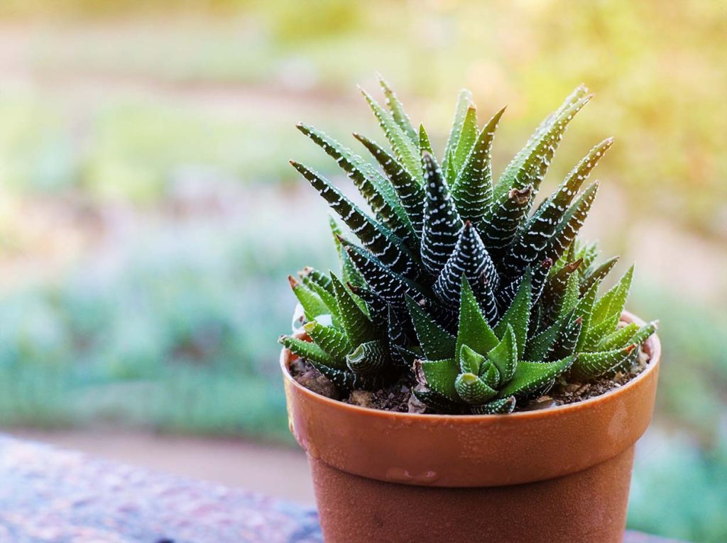 Características de la Haworthia Fasciata