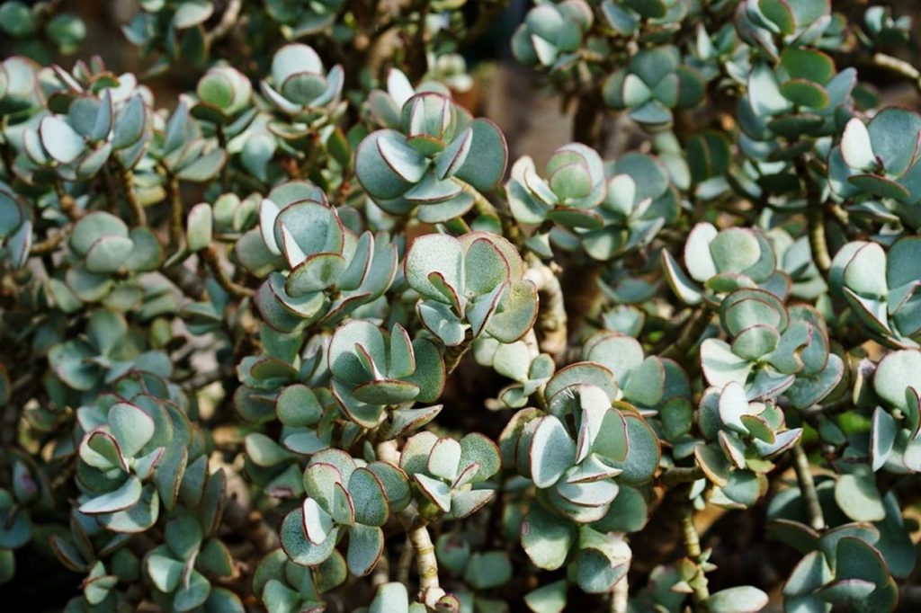 Propagación de Crassula Arborescens