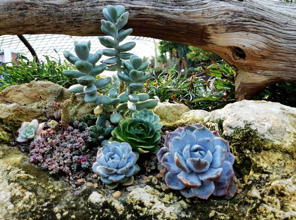 Echeveria Elegans en exteriores