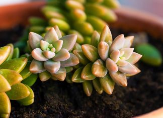 Sedum Adolphii o Dorado: Características, Cuidados y Variedades Sedum Adolphii o Dorado