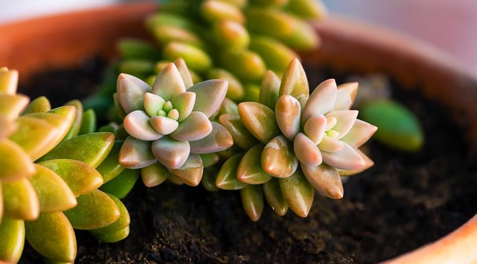 Sedum Adolphii o Dorado