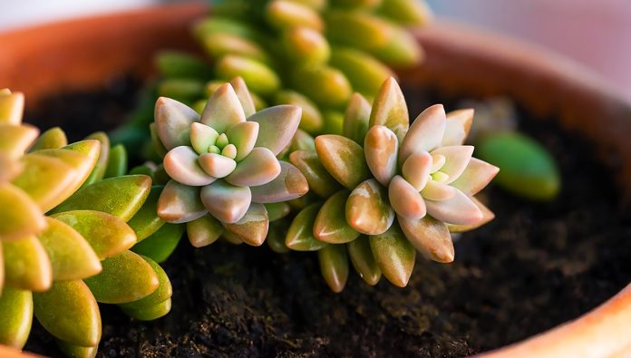 Sedum-Adolphii-o-Dorado Sedum Adolphii o Dorado