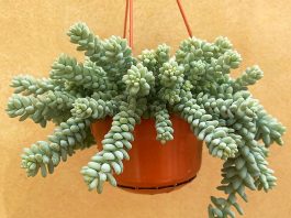 Sedum Morganianum o Cola de Burro