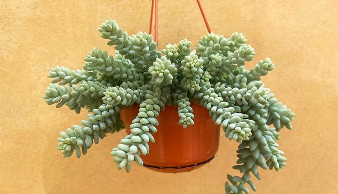 Sedum-Morganianum-o-Cola-de-Burro Sedum Morganianum o Cola de Burro
