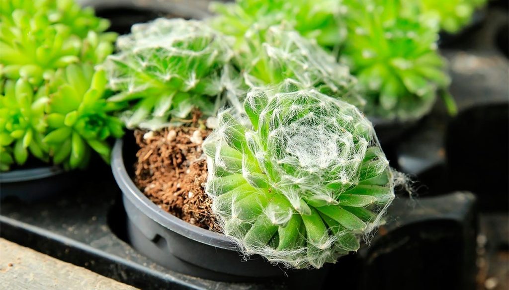 Sempervivum Arachnoideum