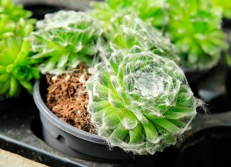 Sempervivum Arachnoideum