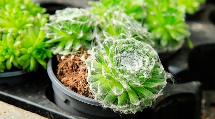 Sempervivum Arachnoideum