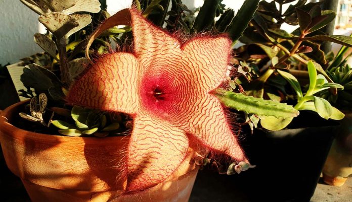 Stapelia Gigantea o Flor de Carroña