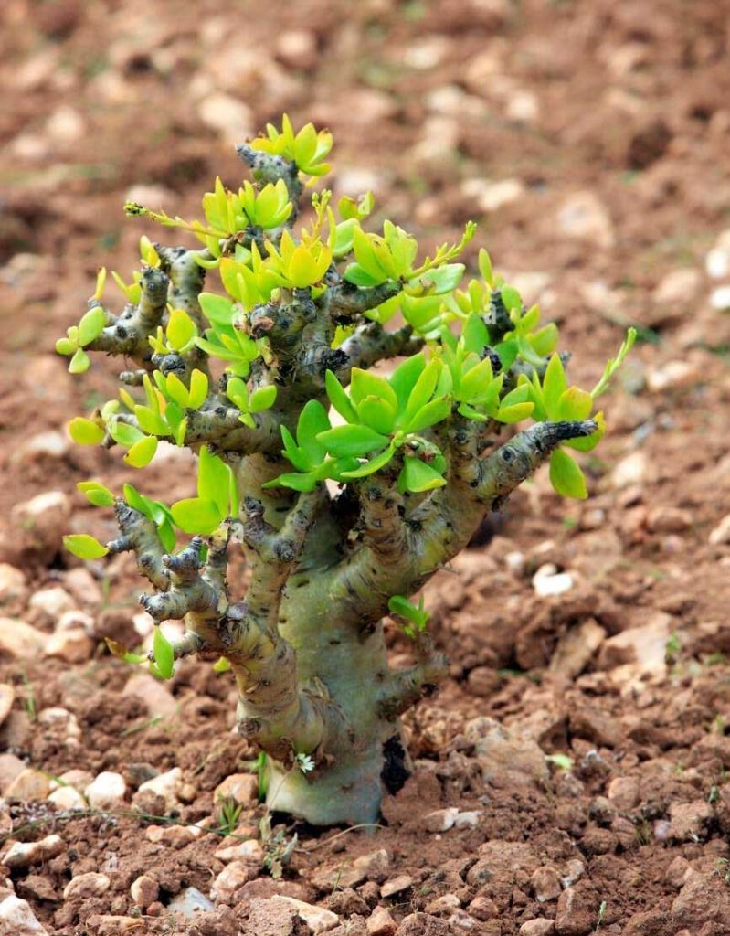 Decoracion con la Tylecodon Paniculatus