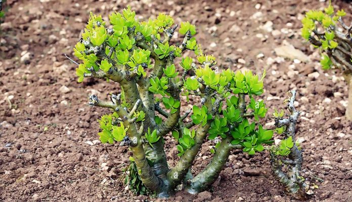 Tylecodon Paniculatus o arbol de mantequilla
