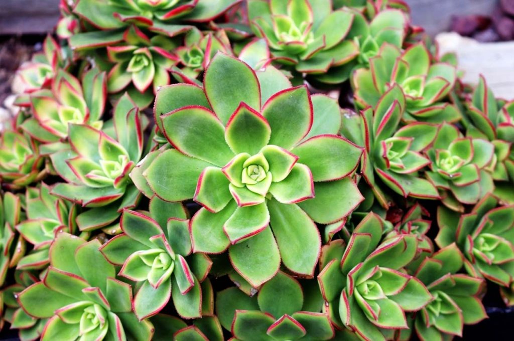 Caracteristicas de la Aeonium haworthii
