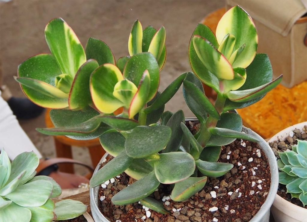 Características de la Crassula Arborescens