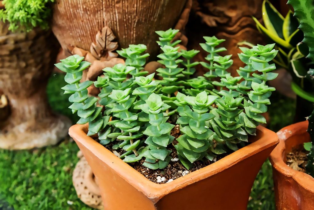 Caracteristicas de la Crassula Perforata