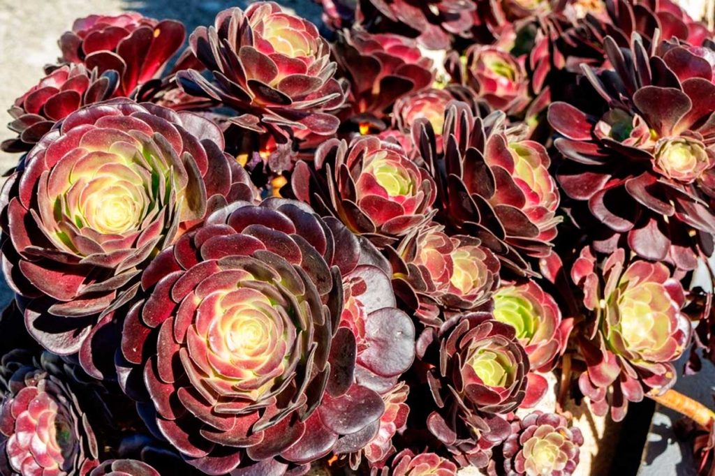 Características de la Echeveria Black Prince