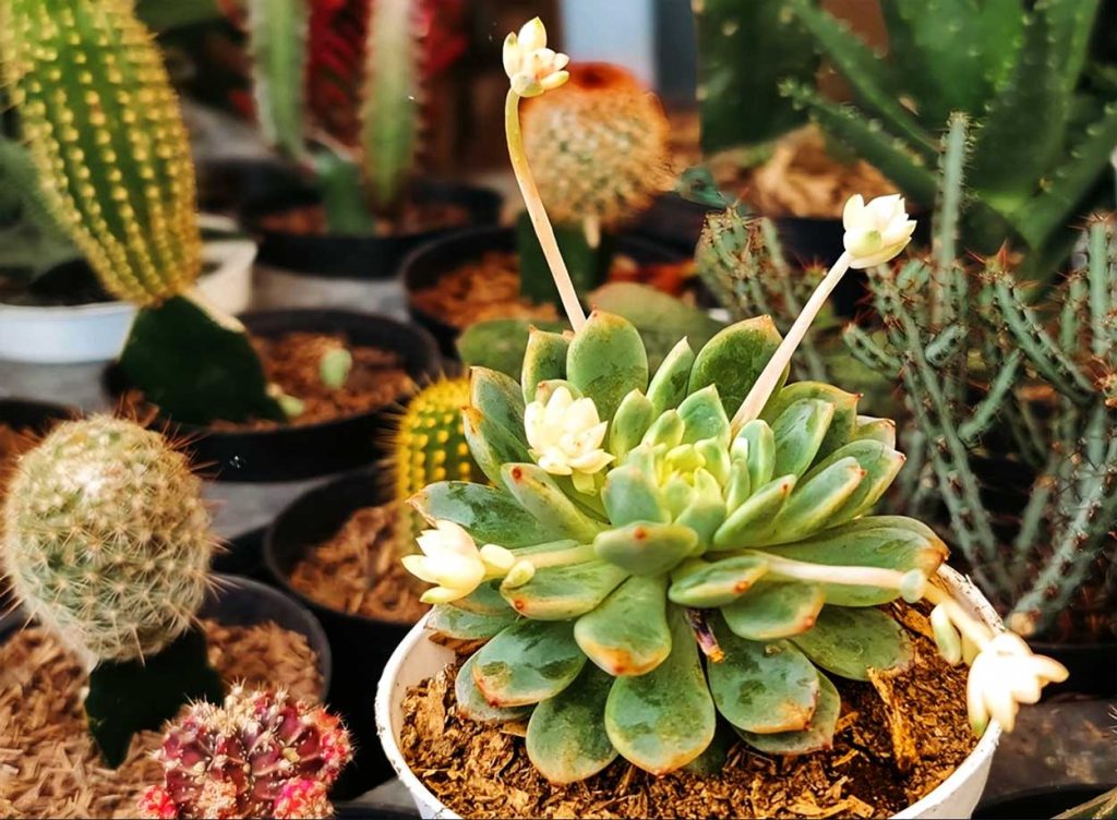 Caractrísticas de la Echeveria Elegans