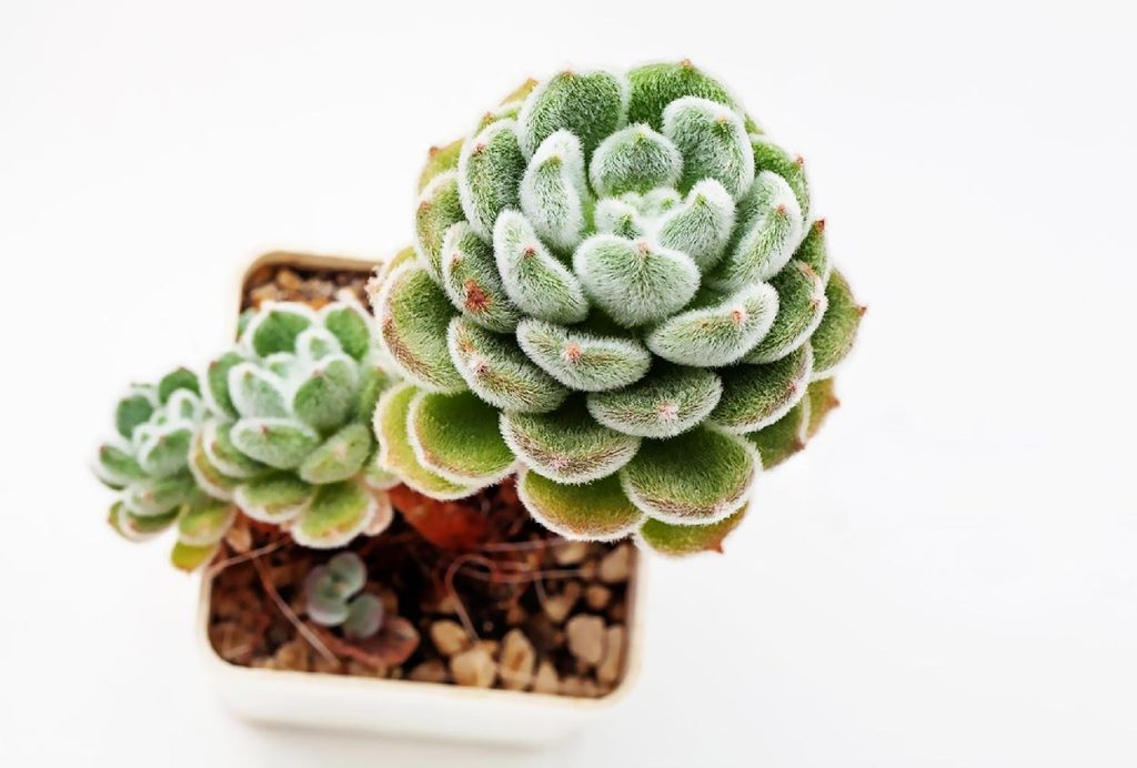 Características de la Echeveria Pilosa