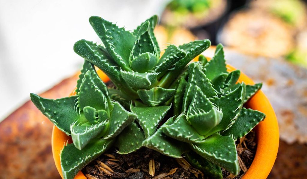 Caracteristicas de la Faucaria Tigrina