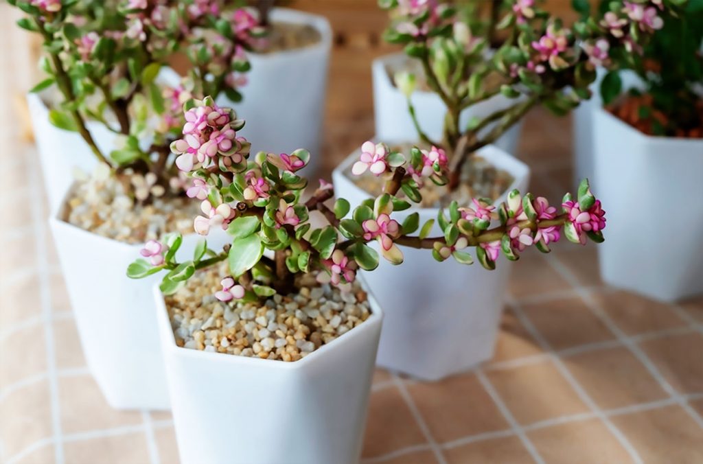 Características del Arbusto Elefante