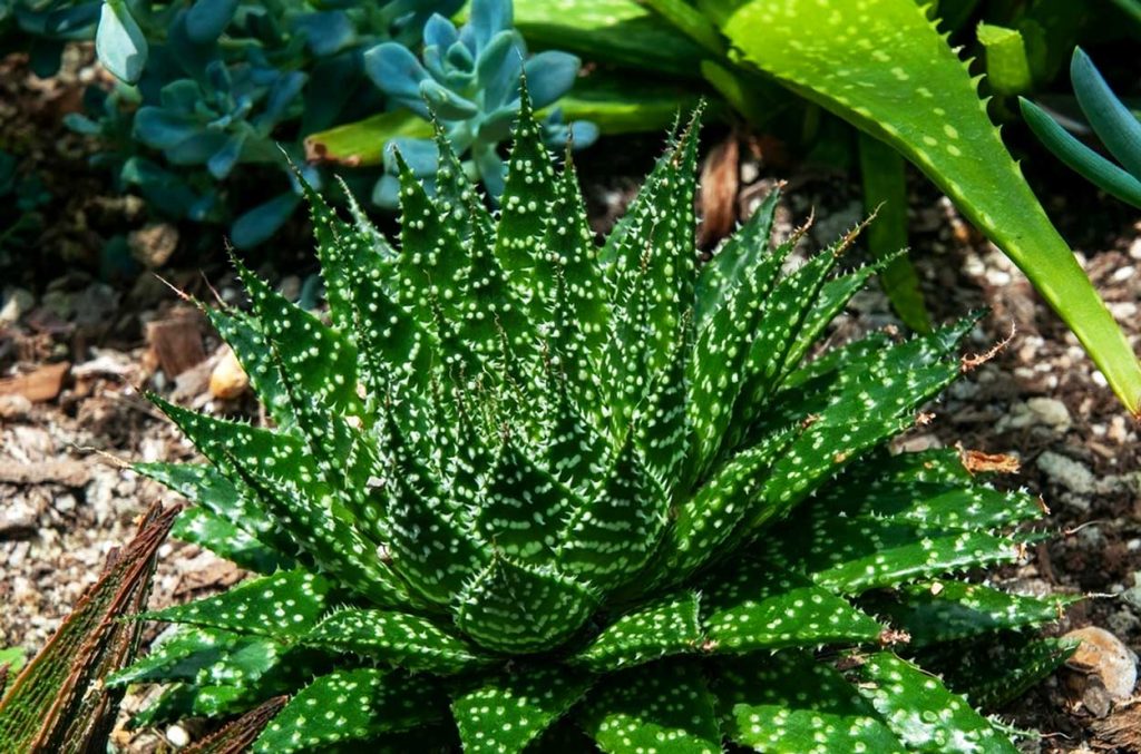 Cuidados de la Planta Antorcha