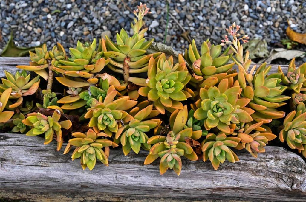 Caracteristicas del Sedum Adolphii