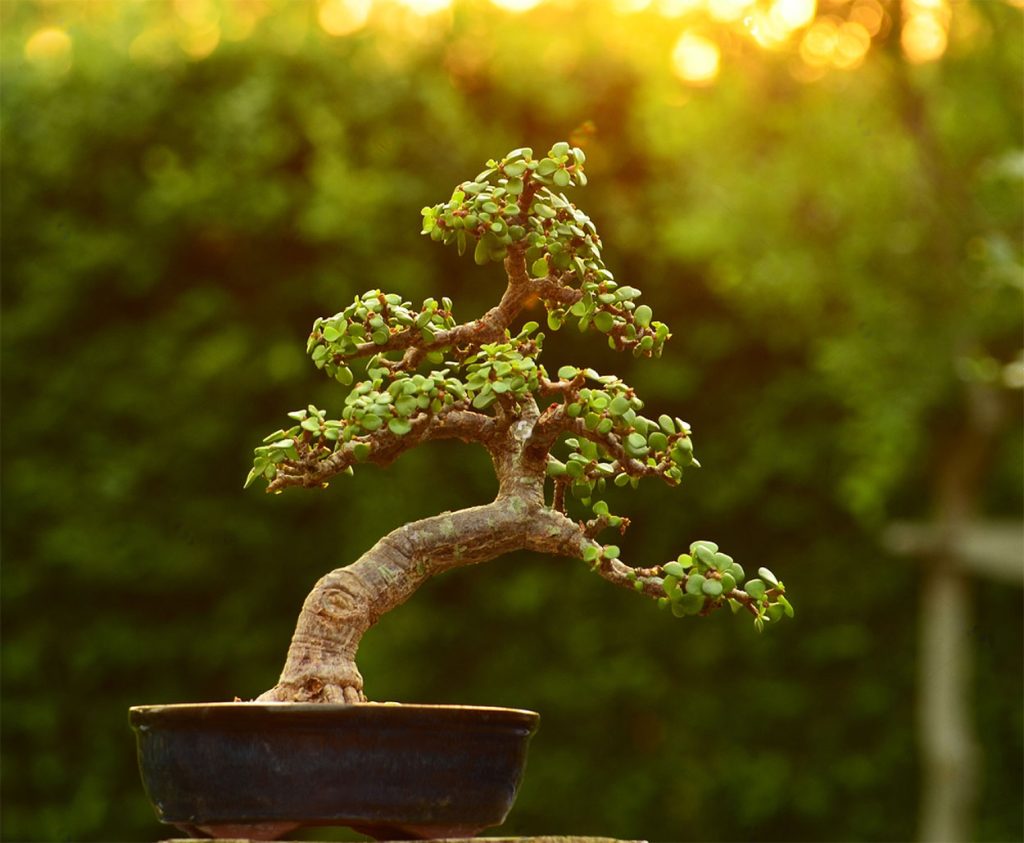 Cuidados de la Portulacaria Afra
