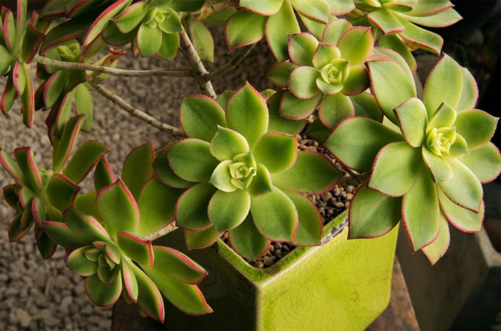 Enfermedades de la Aeonium Haworthii
