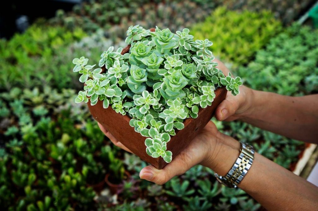 Decoracion con la Crassula Perforata