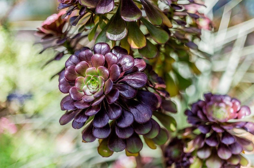 Cuidados de la Echeveria Black Prince