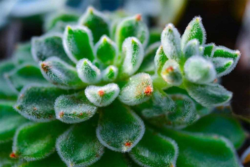 Cuidados de la Echeveria Setosa