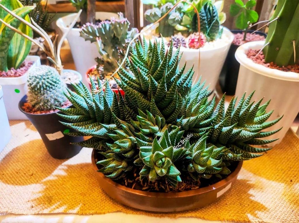 Propagar Haworthia Fasciata