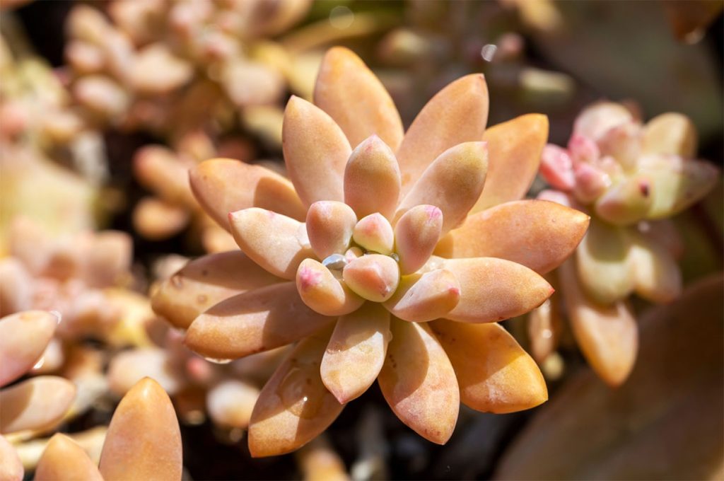 Enfermedades Sedum Adolphii