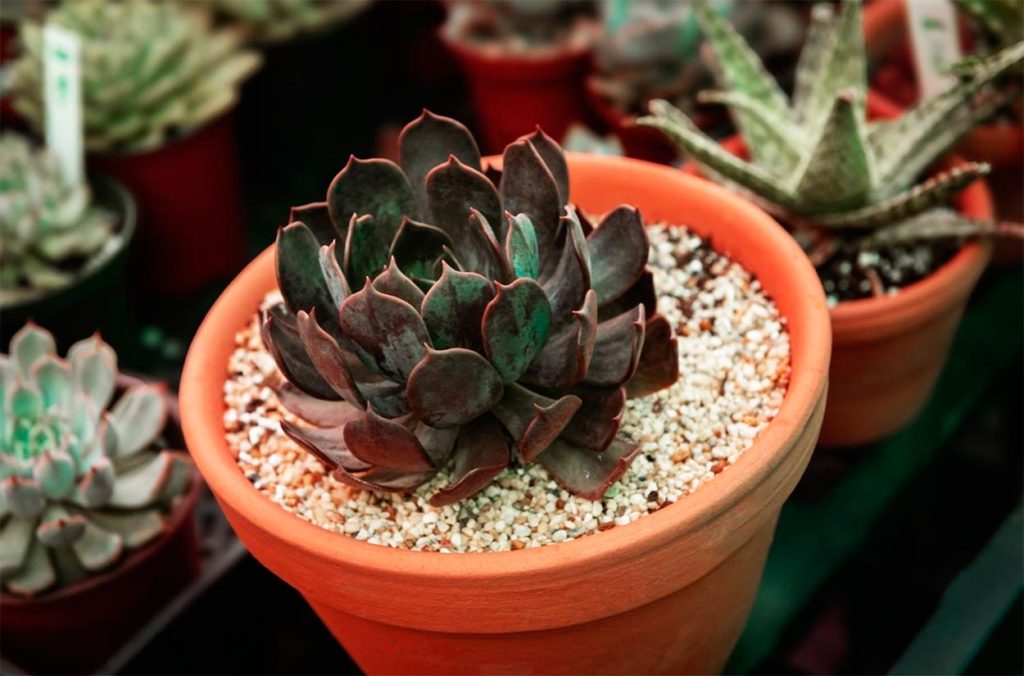 Decoración de Echeveria Black Prince