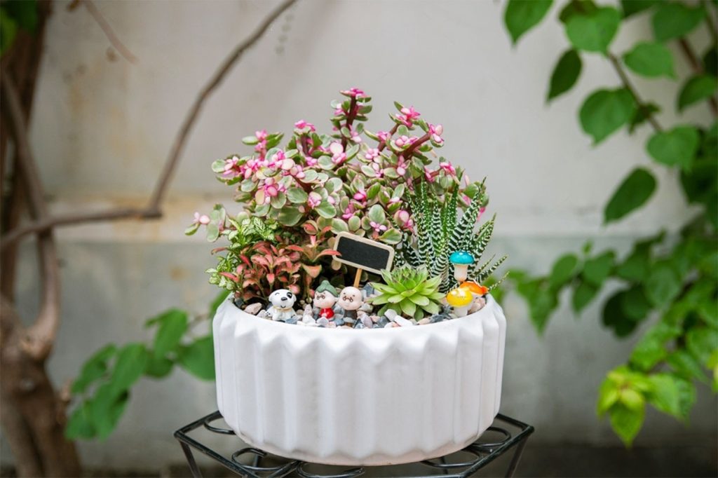 Decoracion con Portulacaria Afra