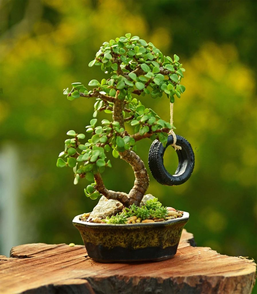 Reproducción de la Portulacaria Afra