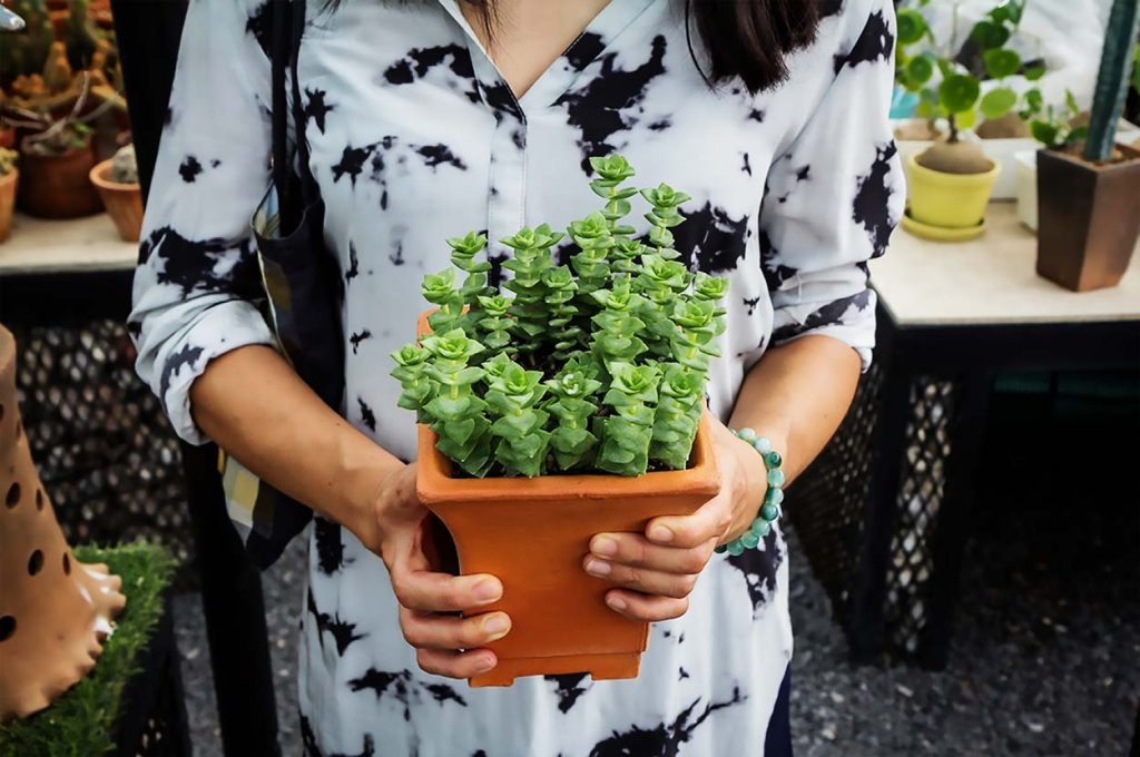 Enfermedades de la Crassula Perforata