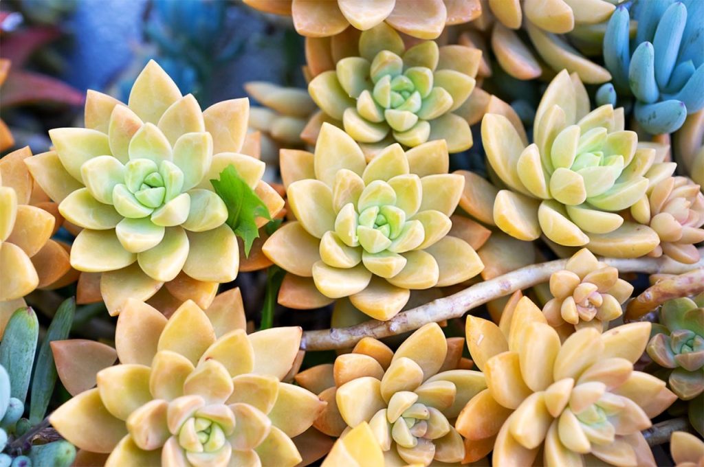 Decoracion con Sedum Adolphii