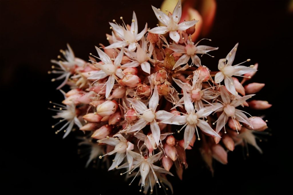 Flores de Sedum Adolphii