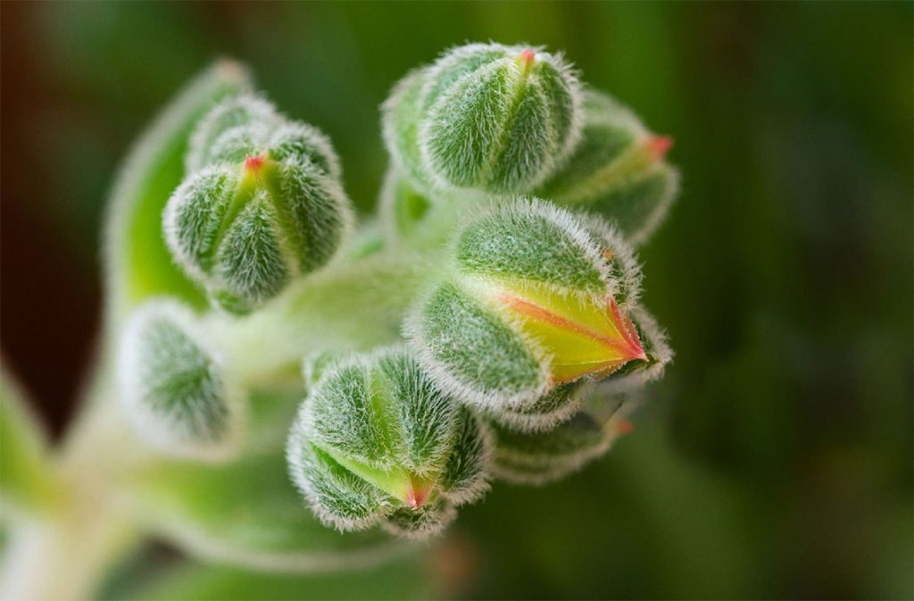 Flores de la Echeveria Setosa