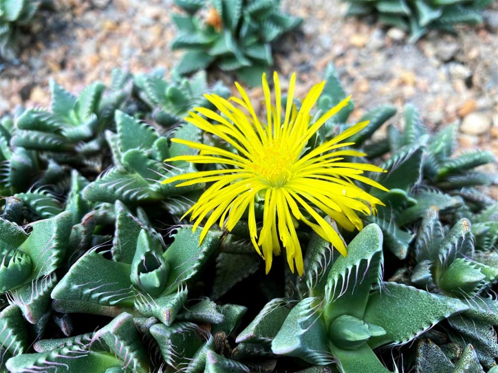 Cuidados de la Faucaria Tigrina