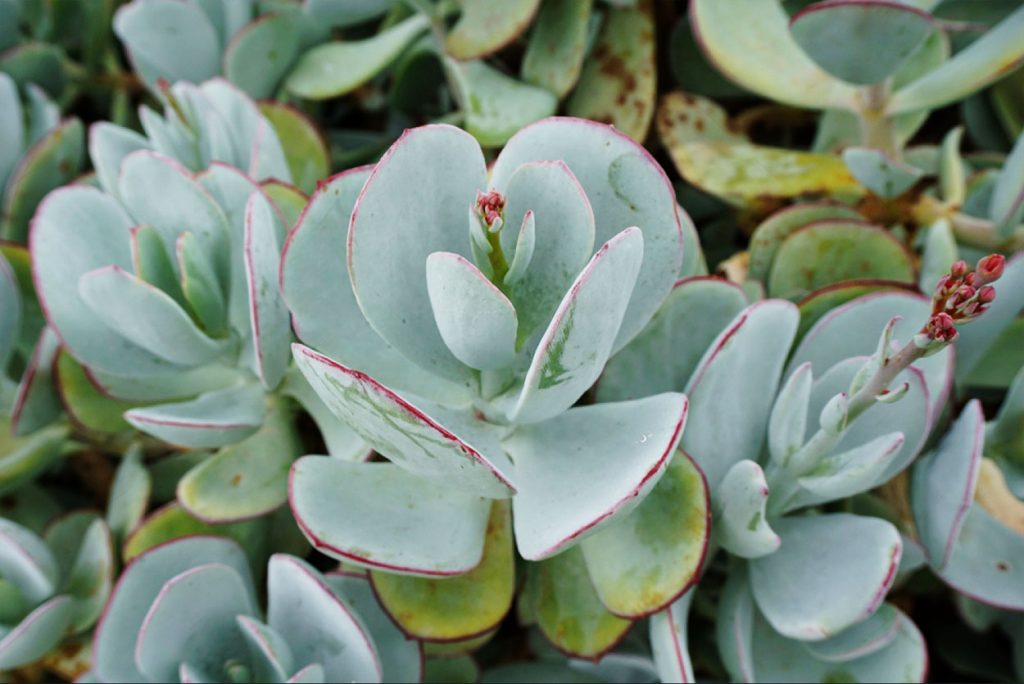 Cultivar Crassula Arborescens