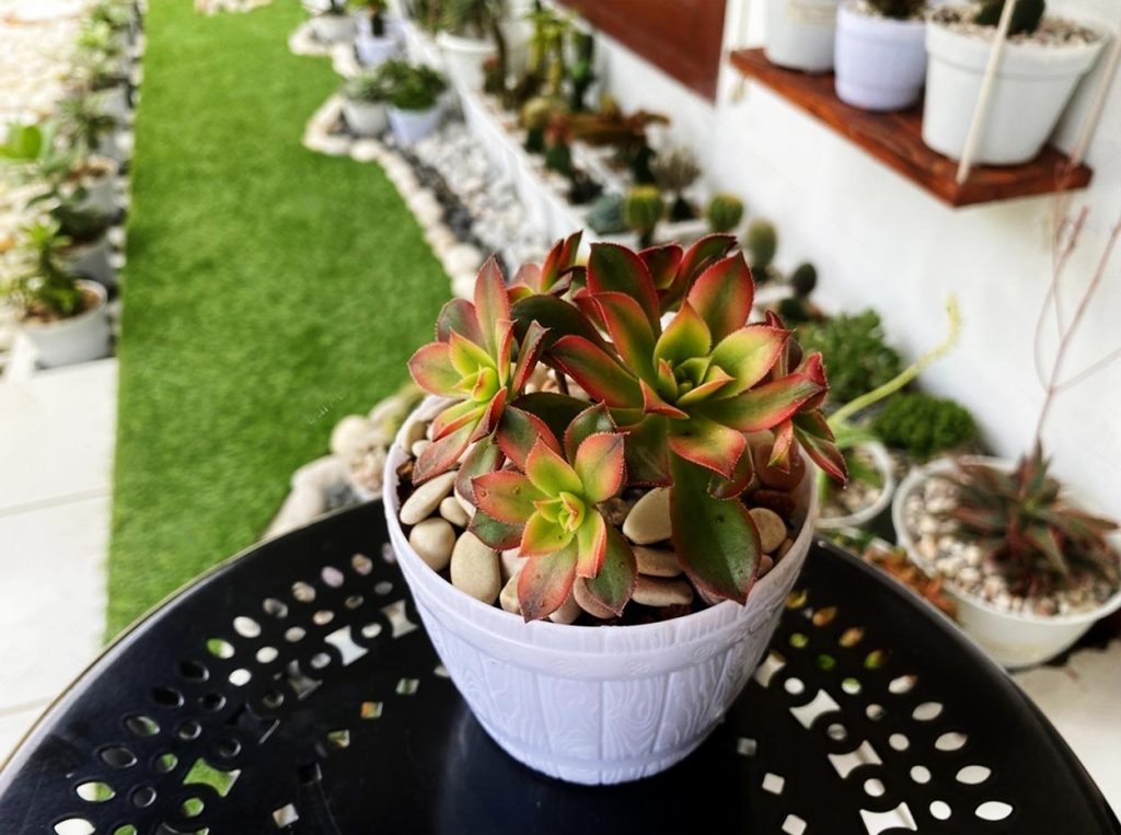 Decoracion con Aeonium Haworthii