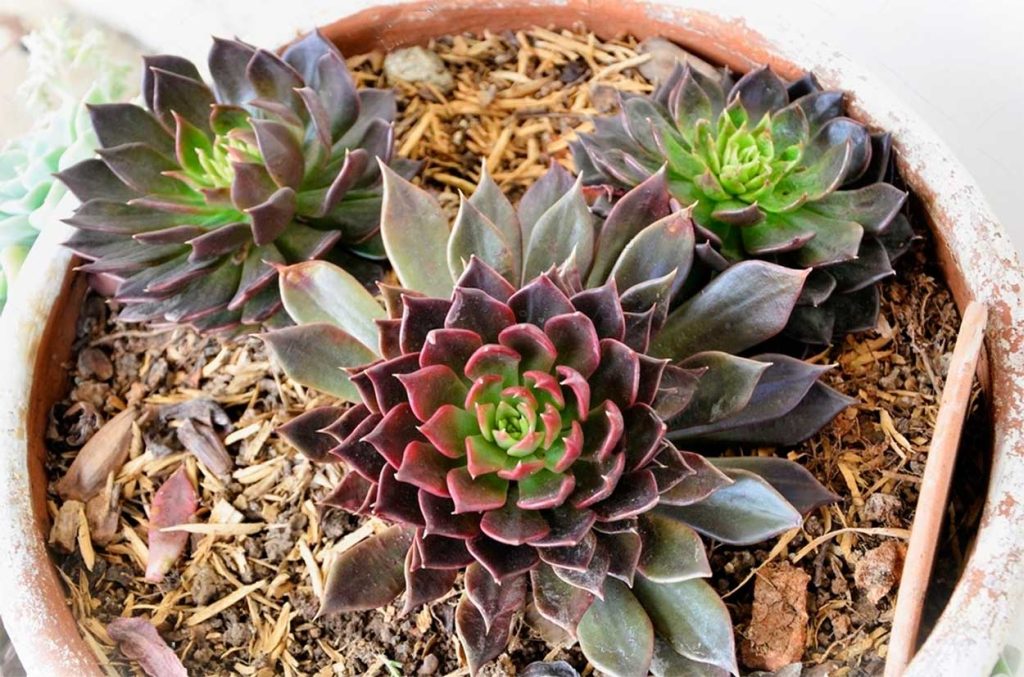 Problemas comunes de la Echeveria Black Prince
