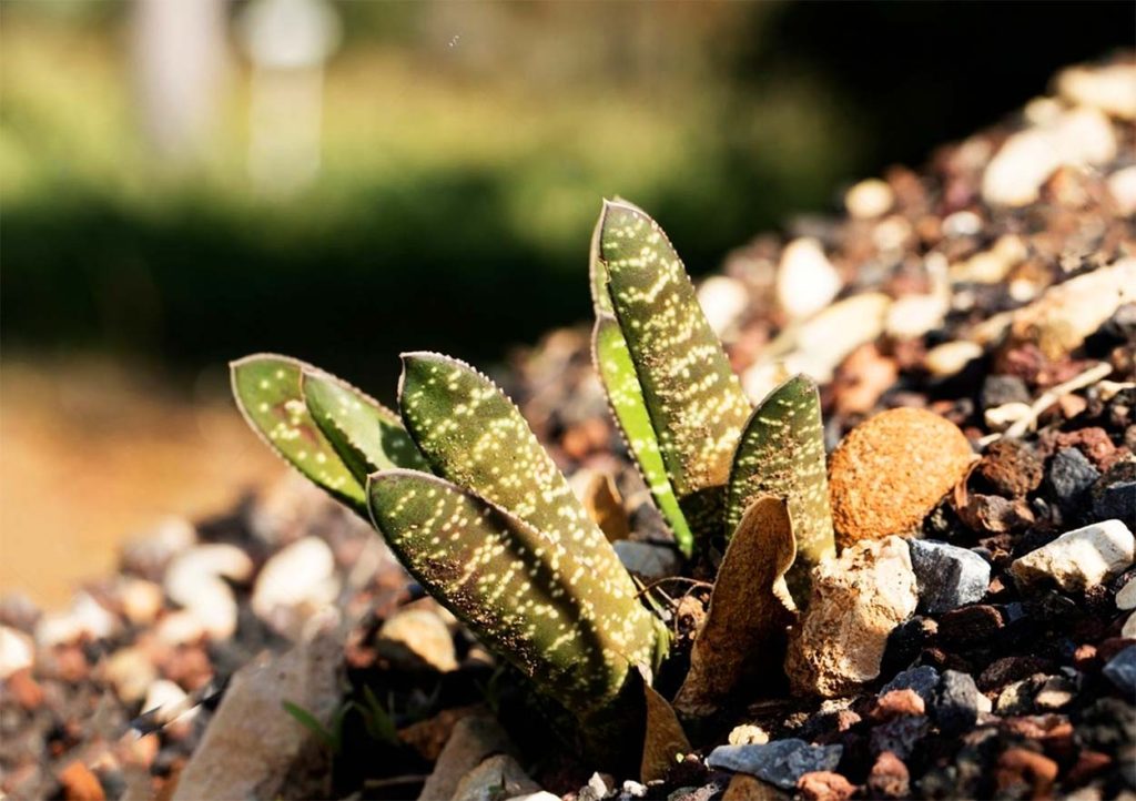 Propagación de Gasteria Bicolor
