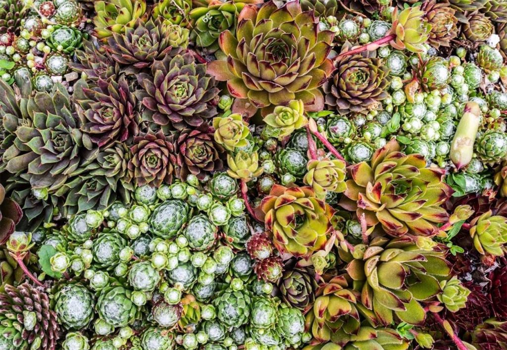 Variedades de las Siemprevivas