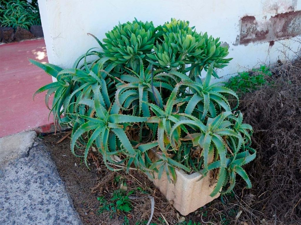 Cuidados del Aloe Arborescens