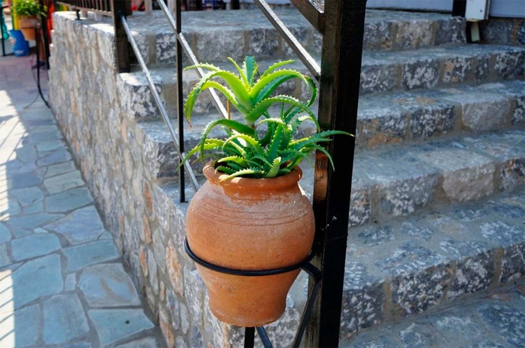 Aloe Arborescens en Maceta Grande