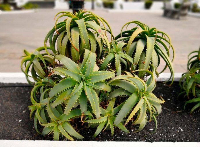 Aloe arborescens o Aloe Candelabro