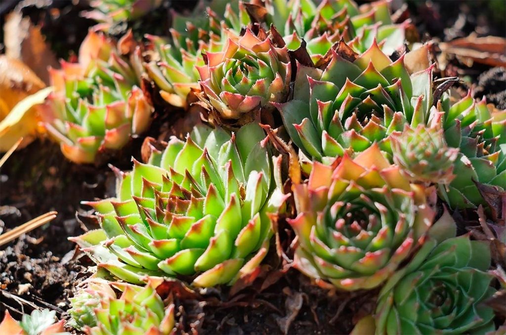 Características de Sempervivum Montanum