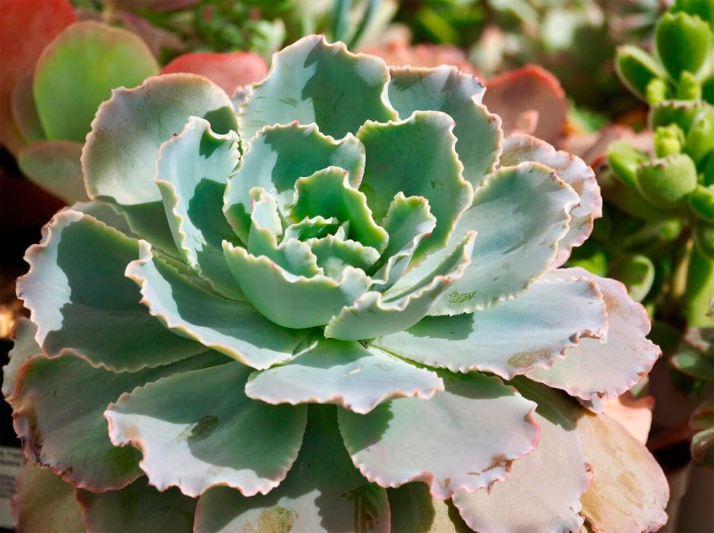 Características de la Echeveria Blue Waves