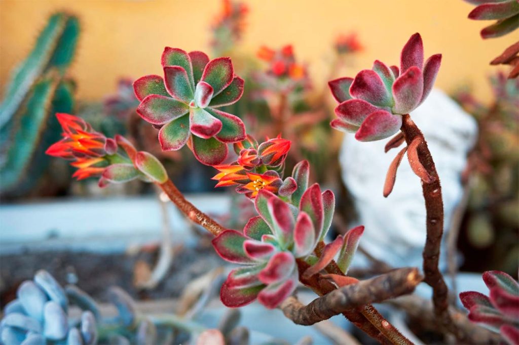 Características de la Echeveria Pulvinata